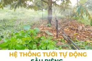 Thi công lắp đặt hệ thống tưới sầu riêng, cà phê, Mắc Ca, cây ăn trái